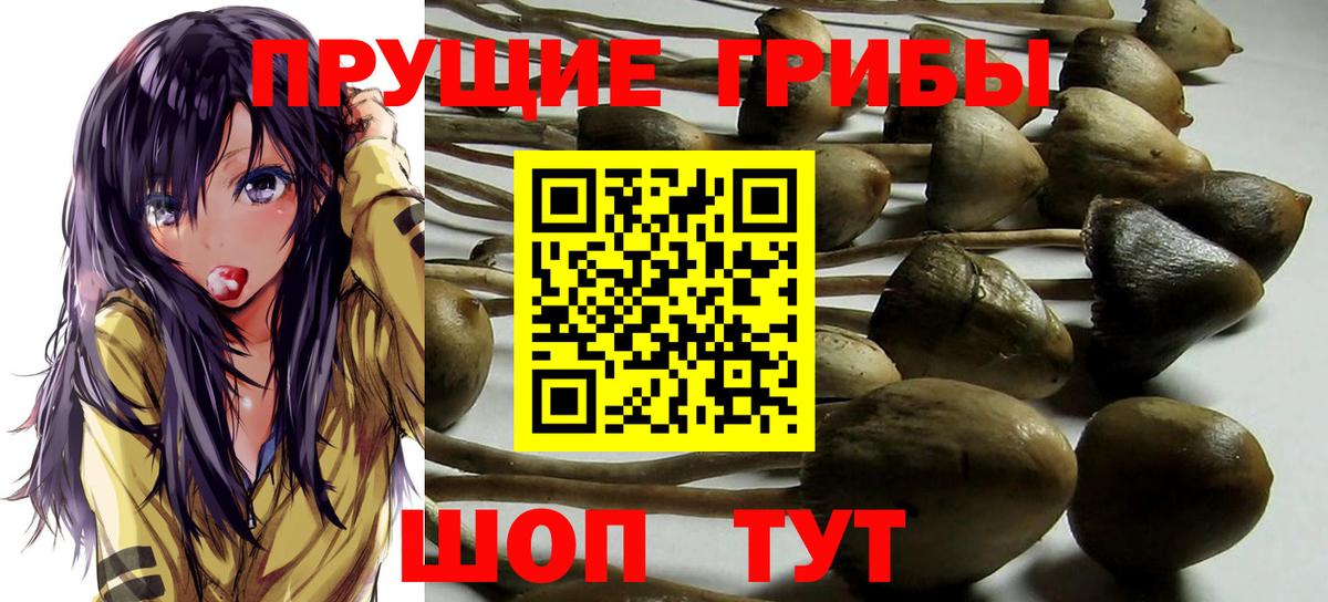 где продают   Псилоцибиновые грибы Psilocybe  Вход с VPN  Медногорск 